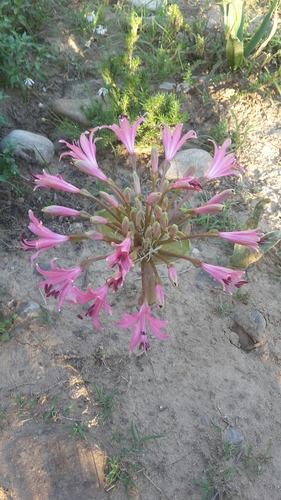 Image of Brunsvigia gregaria by (c) Christiaan Viljoen, some rights reserved (CC BY)