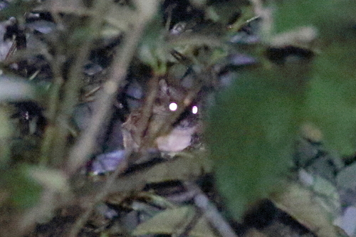 Hairy-footed Flying Squirrel