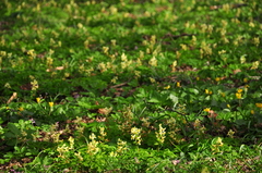 Corydalis cava marschalliana