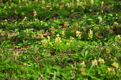 Corydalis cava marschalliana