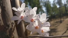 Dendrobium barbatulum
