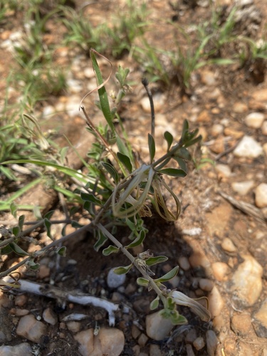 Ceropegia circinata