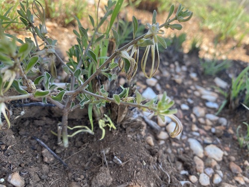Ceropegia circinata