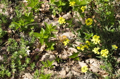 Erysimum cuspidatum