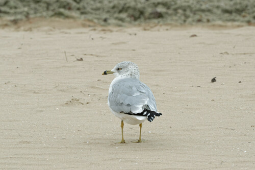 Ring-billed Gull photographed in Illinois