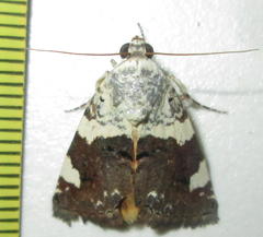 Acontia trychaenoides