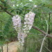 Wisteria frutescens - Photo (c) Andy Newman,  זכויות יוצרים חלקיות (CC BY-NC), הועלה על ידי Andy Newman
