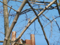 Anacridium aegyptium