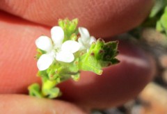 Euchaetis vallis-simiae