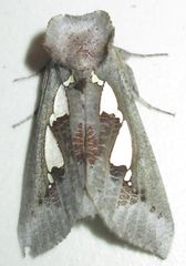 Antiophlebia bracteata