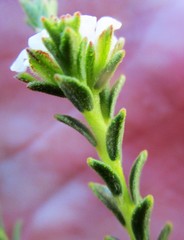 Euchaetis vallis-simiae