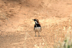 Nullarbor Quail-Thrush photo 4
