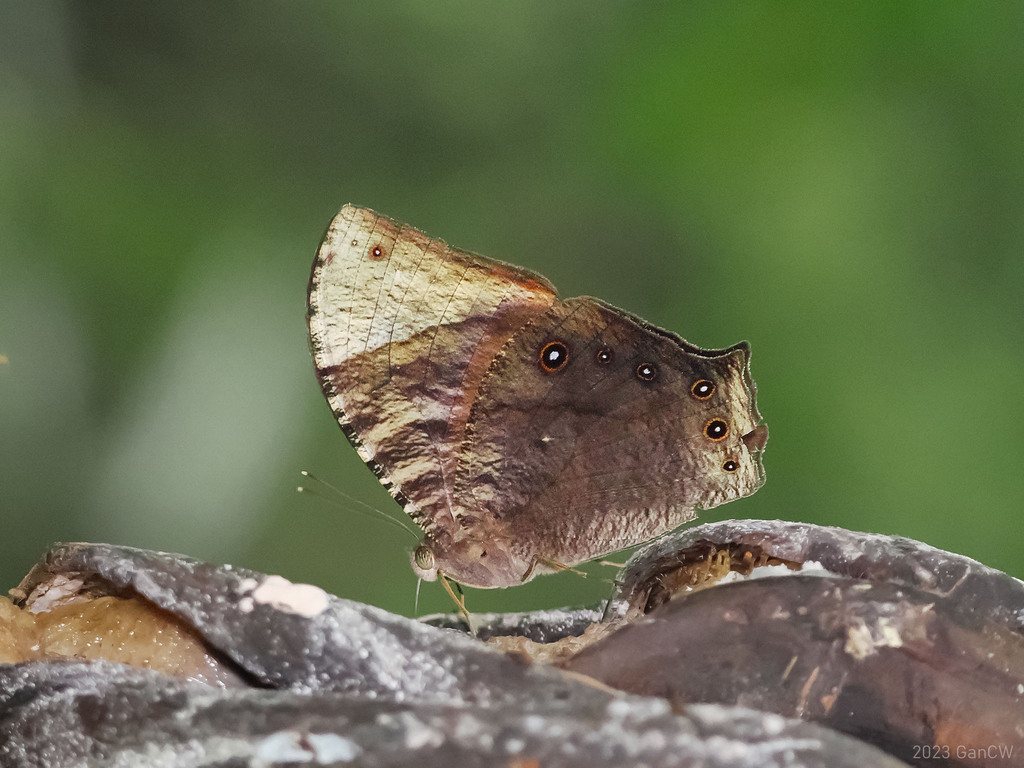 Papuan Evening Brown