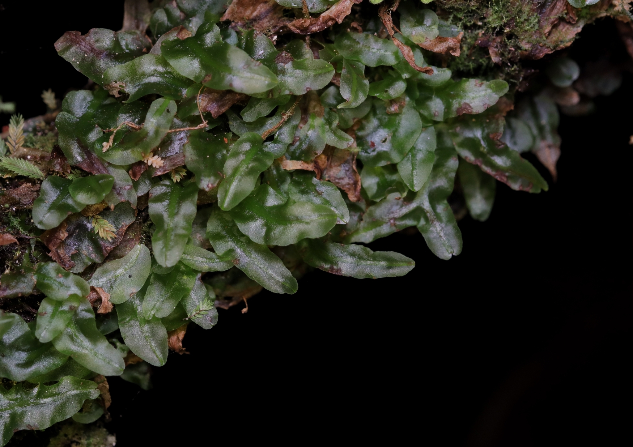Symphyogyna brasiliensis