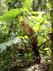 Gunnera insignis