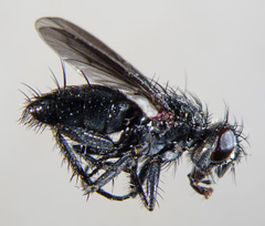 Periscepsia carbonaria