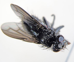 Periscepsia carbonaria