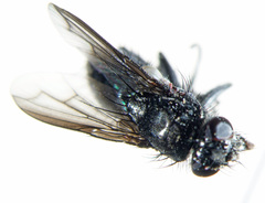 Periscepsia carbonaria