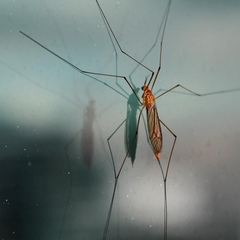 Nephrotoma suturalis