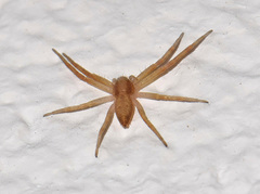 Philodromus rufus