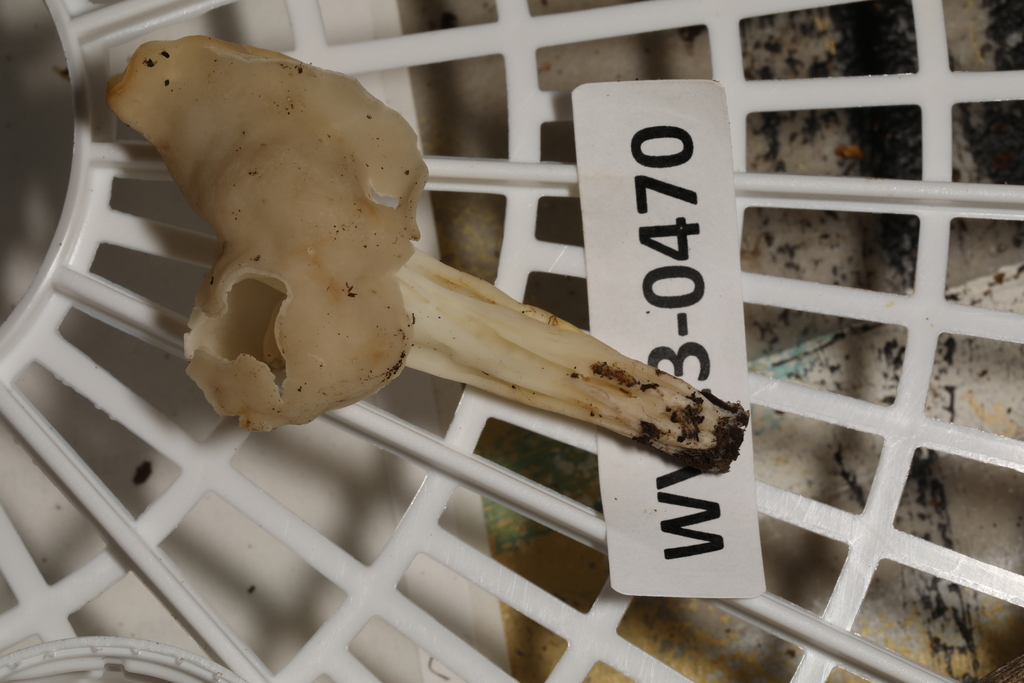 Elfin Saddles from Centre Hall, PA 16828, USA on August 5, 2023 at 06