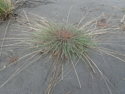Anderson's alkaligrass (Puccinellia andersonii)