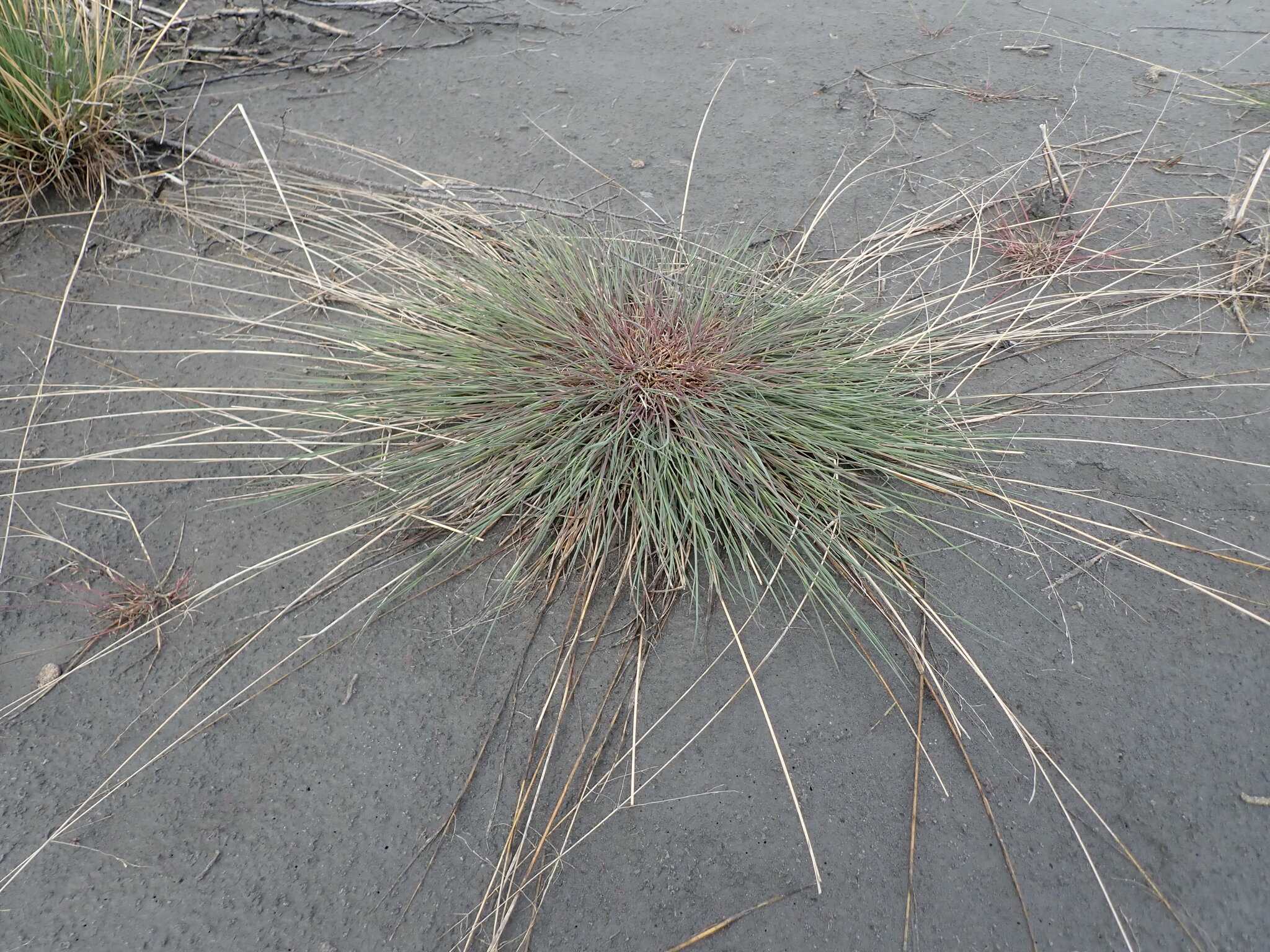 Puccinellia andersonii