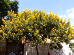 Cenostigma pluviosum