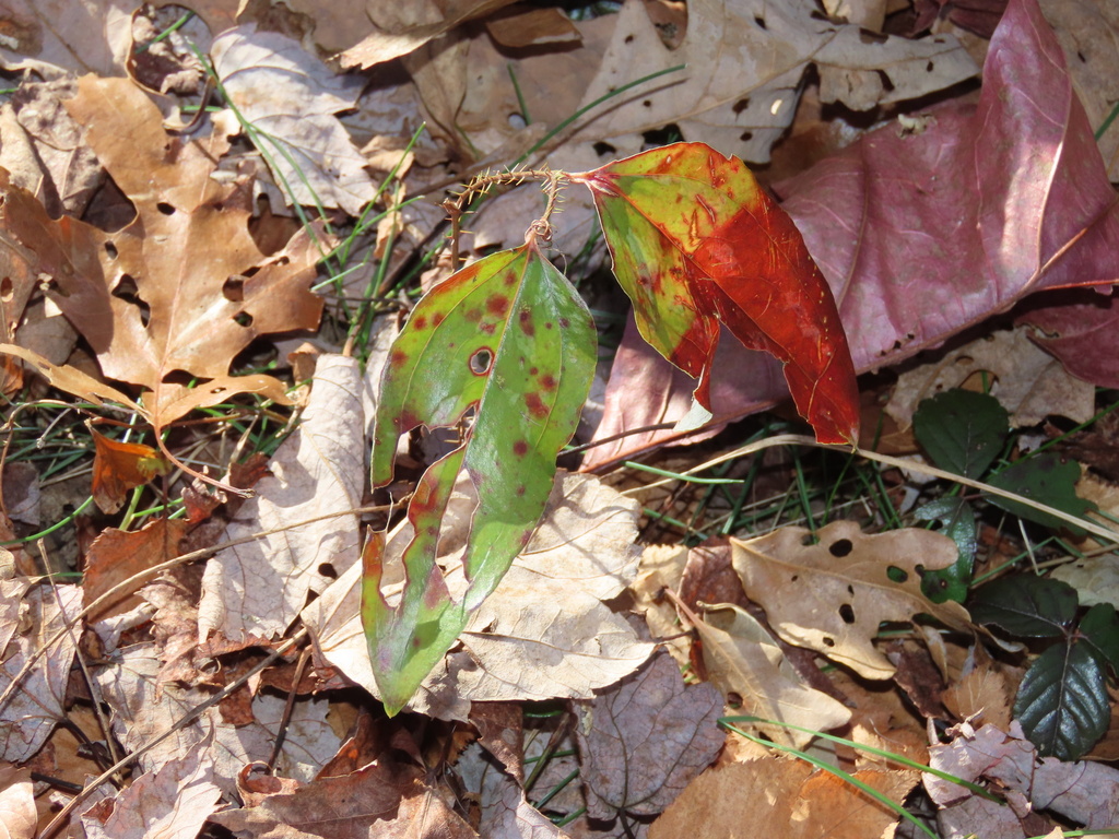 sawbrier in November 2023 by Josh Emm · iNaturalist