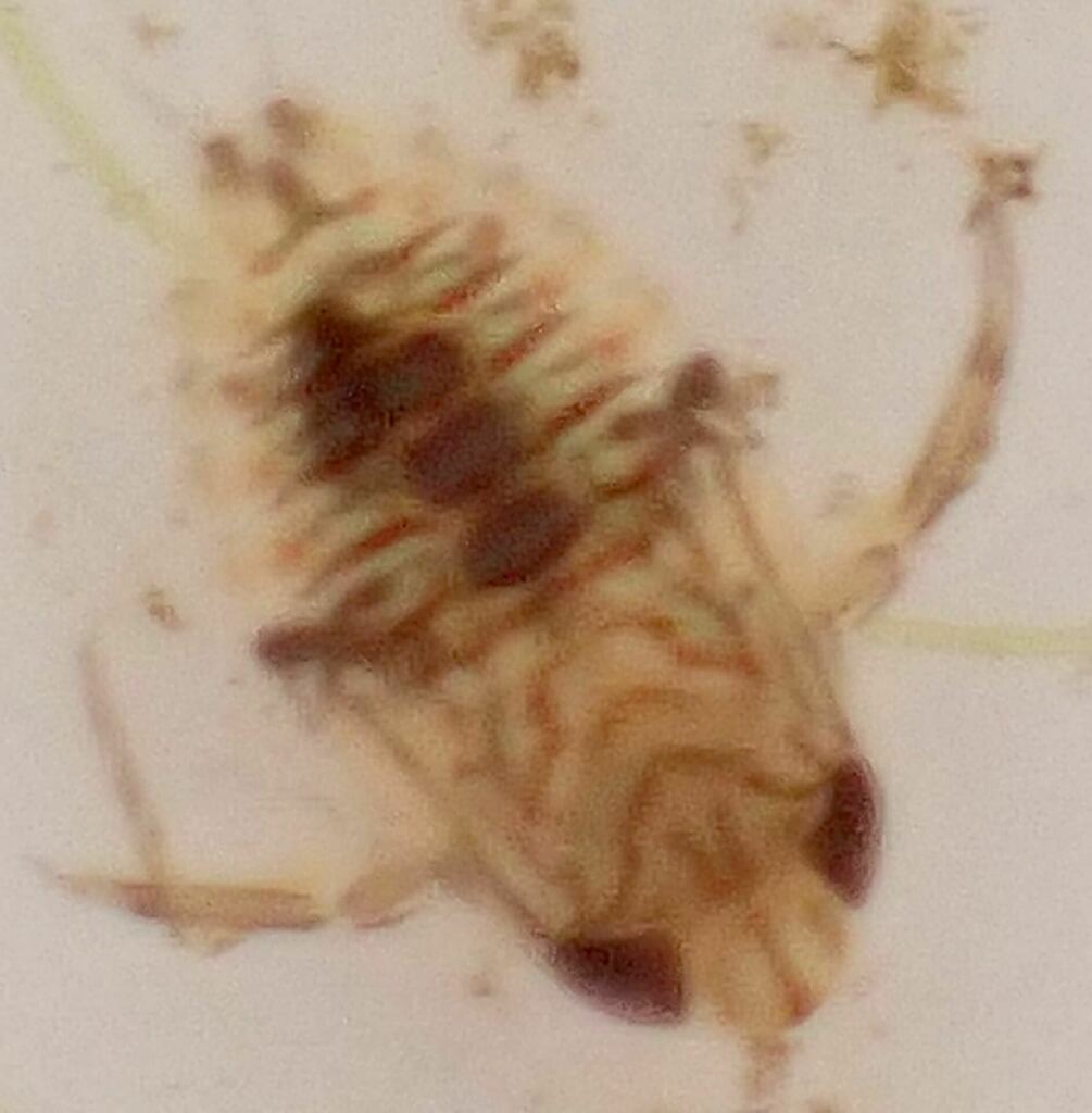 Corixoidea from Coomera River, Riverstone Crossing Reserve, Australia ...