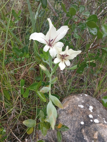 Image of Gladiolus floribundus by (c) Corne Brink, some rights reserved (CC BY-SA)