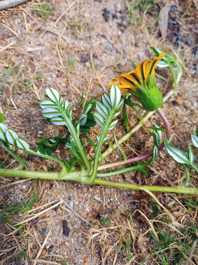 Western Beach Gazania