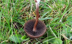 Entoloma hirtipes