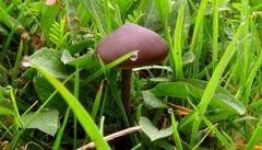 Entoloma hirtipes