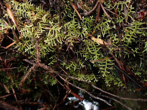 Lepidozia elobata