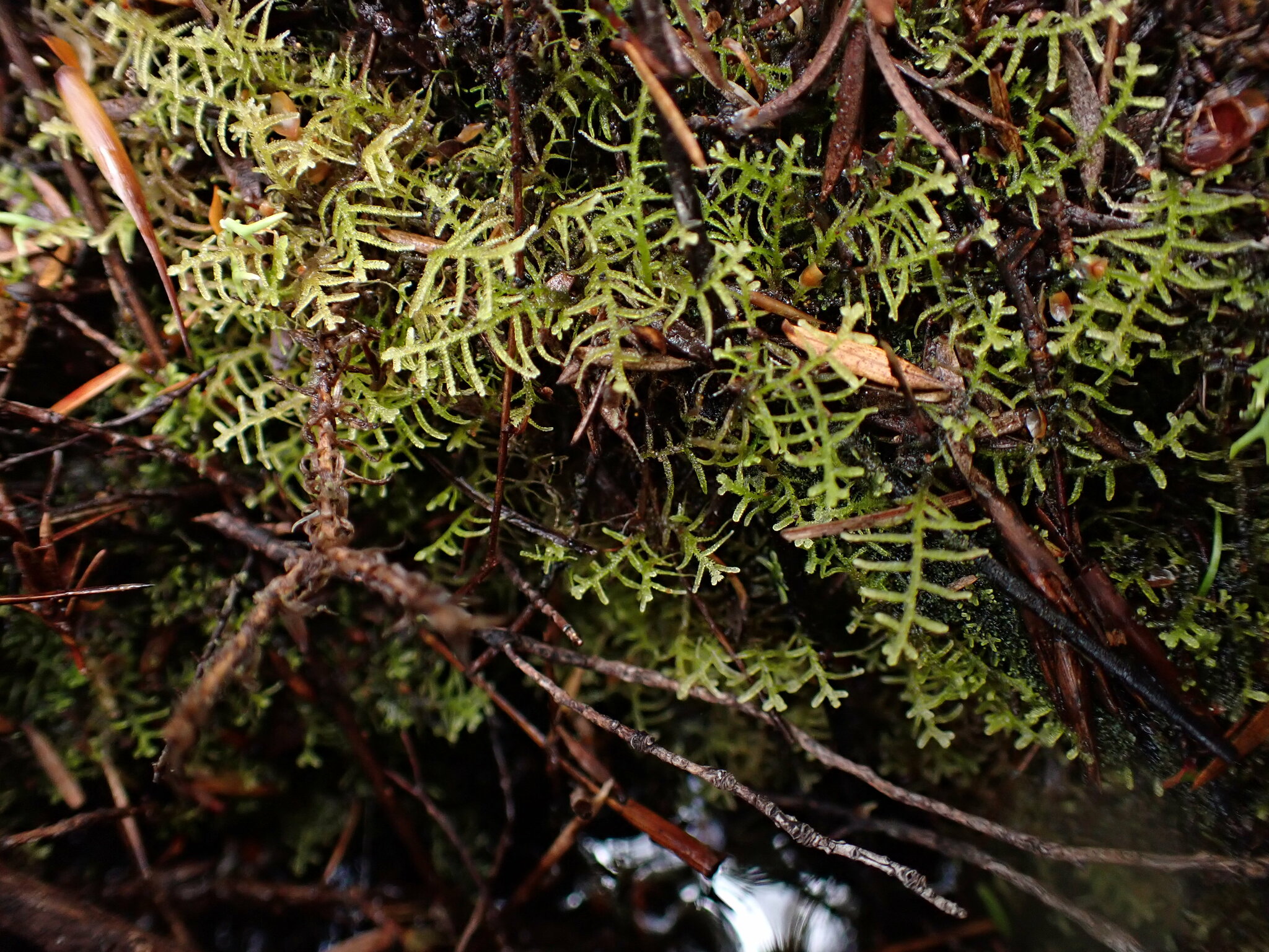 Lepidozia elobata