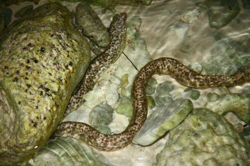 Marbled eel (Uropterygius marmoratus) — Muraenidae — 4