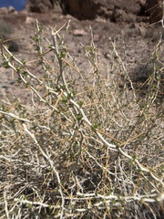 Hippodamia glacialis lecontei