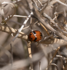 Hippodamia glacialis lecontei