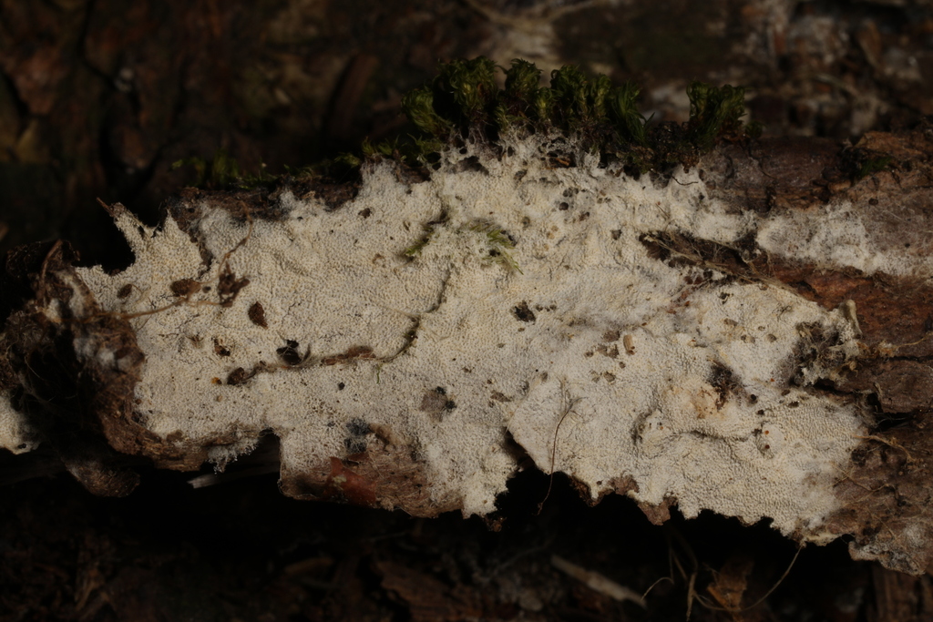 Odonticiaceae