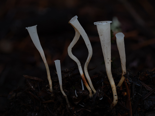 Clavicorona taxophila (Thom) Doty