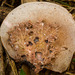 Sporophagomyces chrysostomus - Photo (c) Danny Newman,  זכויות יוצרים חלקיות (CC BY-NC-ND), הועלה על ידי Danny Newman
