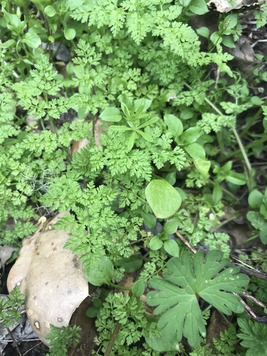 iNaturalist observation photo of carrot family
