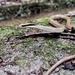 滑鱗蛇 - Photo 由 通通 所上傳的 (c) 通通，保留部份權利CC BY-NC