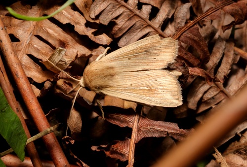 Mythimna compta