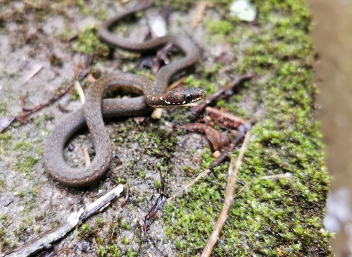 Hebius gilhodesi