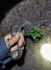 Gongshan Wolf Snake photo 2
