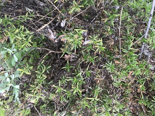 iNaturalist observation photo of Dicots