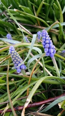 Muscari botryoides