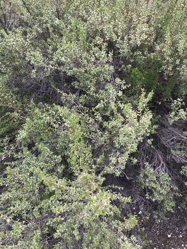 iNaturalist observation photo of coyote brush